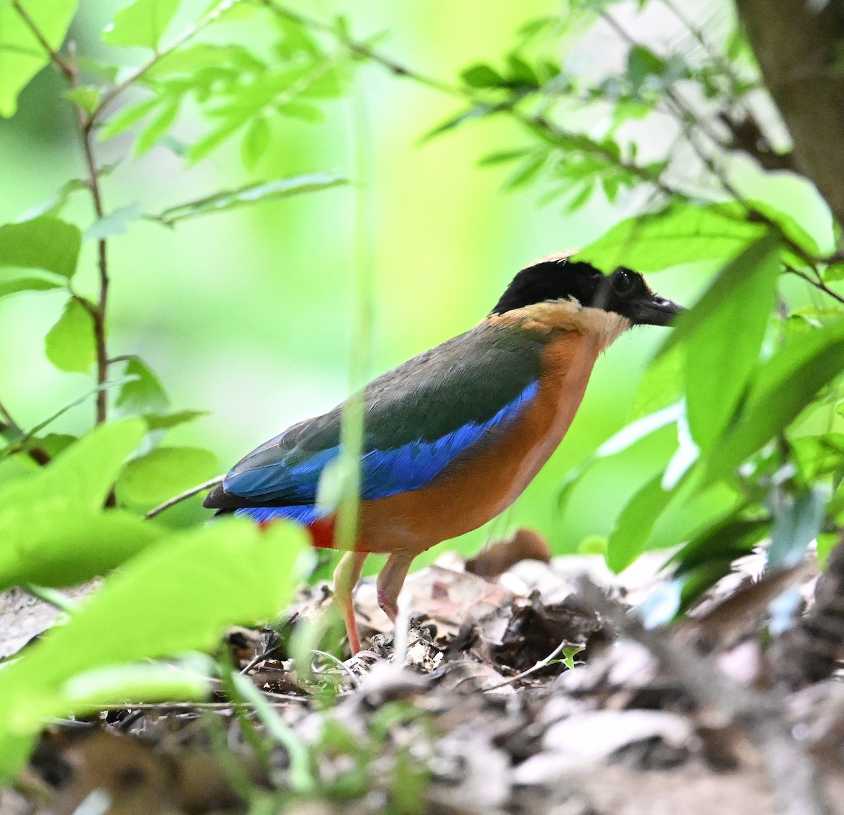 Blue-winged Pitta - ML638186174