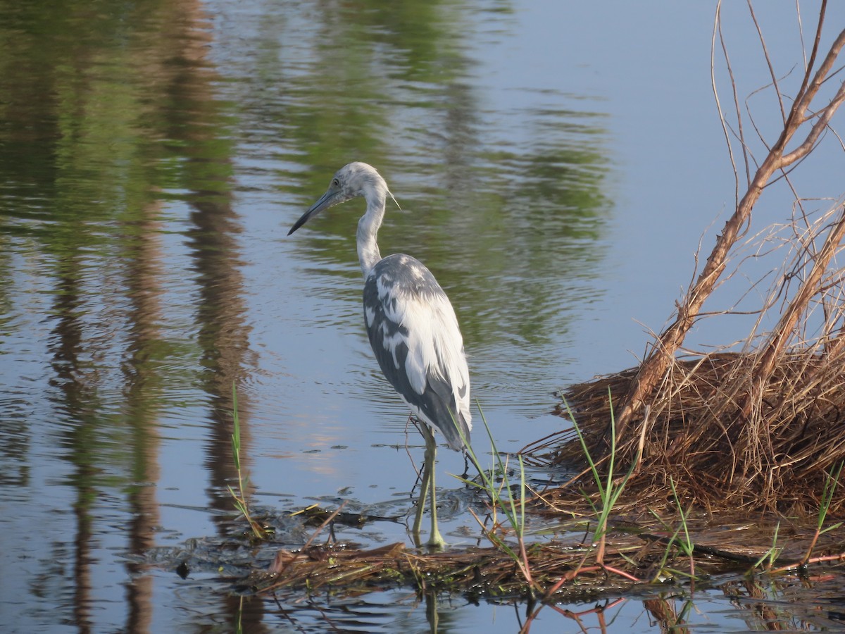 Little Blue Heron - ML638186179