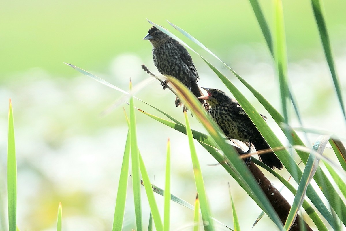 Red-winged Blackbird - ML638186182