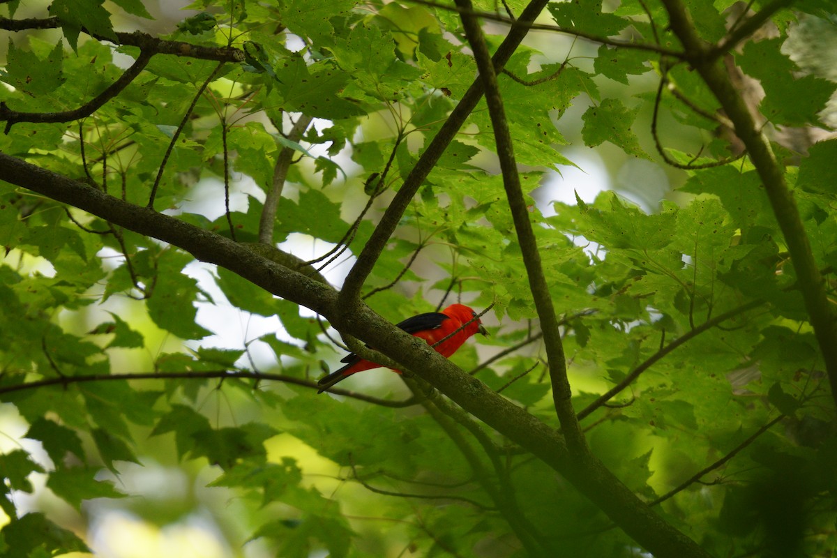 Scarlet Tanager - ML638186185