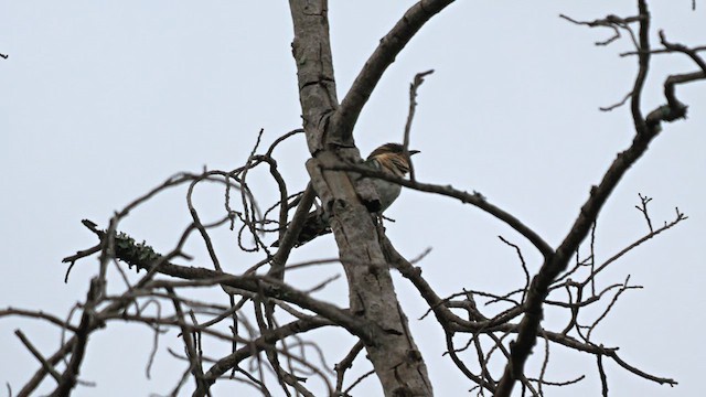 Dideric Cuckoo - ML638186187