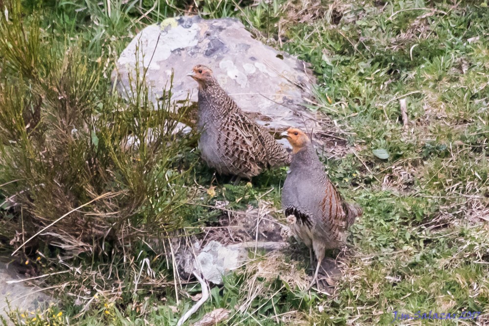 Gray Partridge - ML638186191
