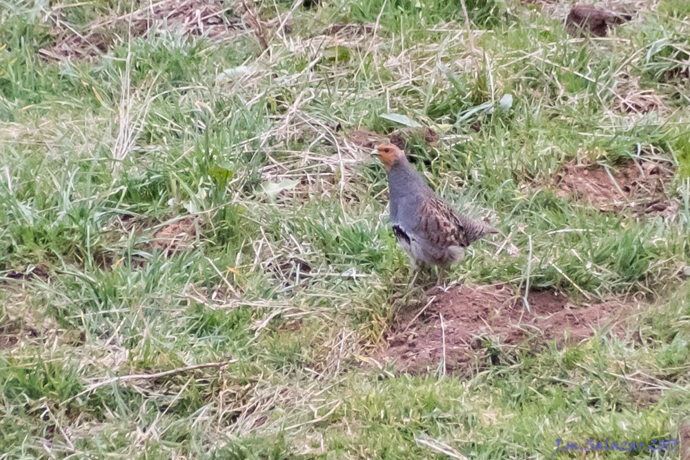 Gray Partridge - ML638186193