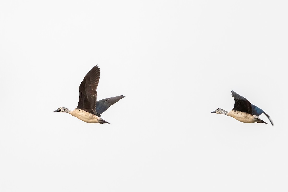 Knob-billed Duck - ML638186198