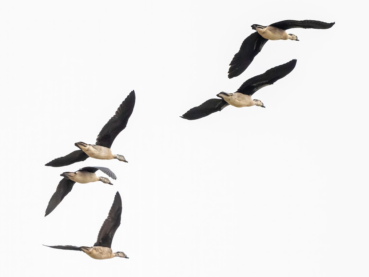 Knob-billed Duck - ML638186204