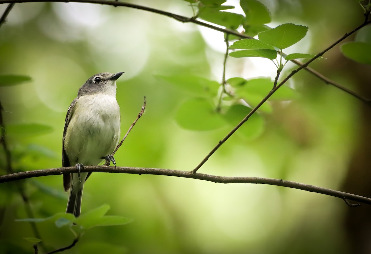 Cassin's Vireo - ML638186214