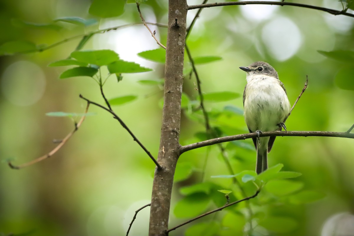 Cassin's Vireo - ML638186215