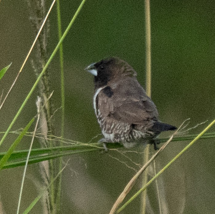 Kleinelsterchen - ML638186229