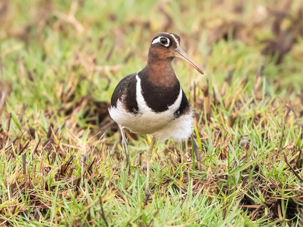 Greater Painted-Snipe - ML638186235