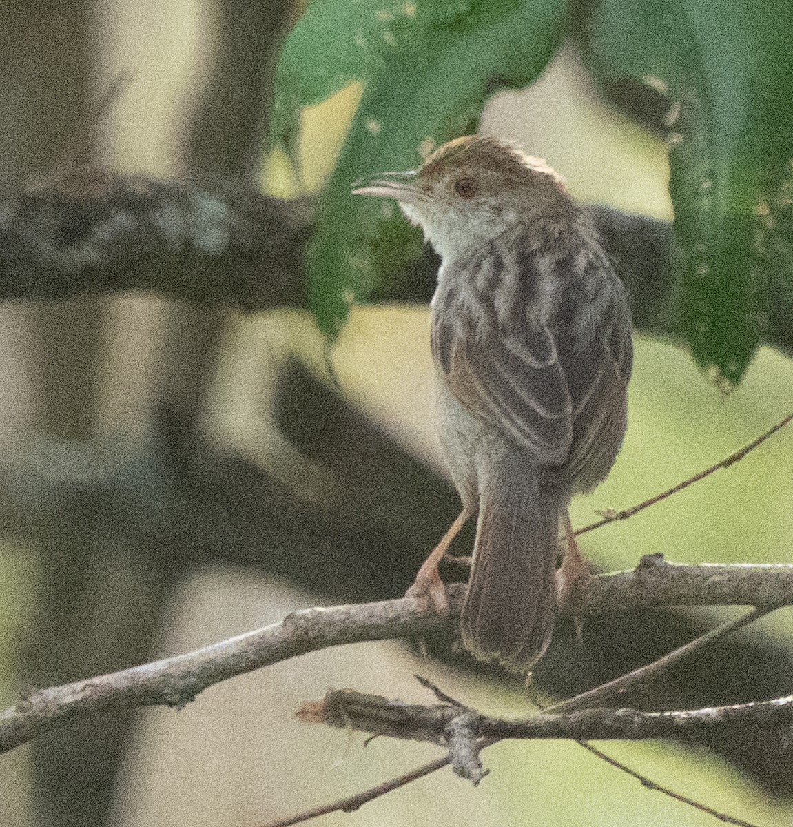 Rattling Cisticola - ML638186240