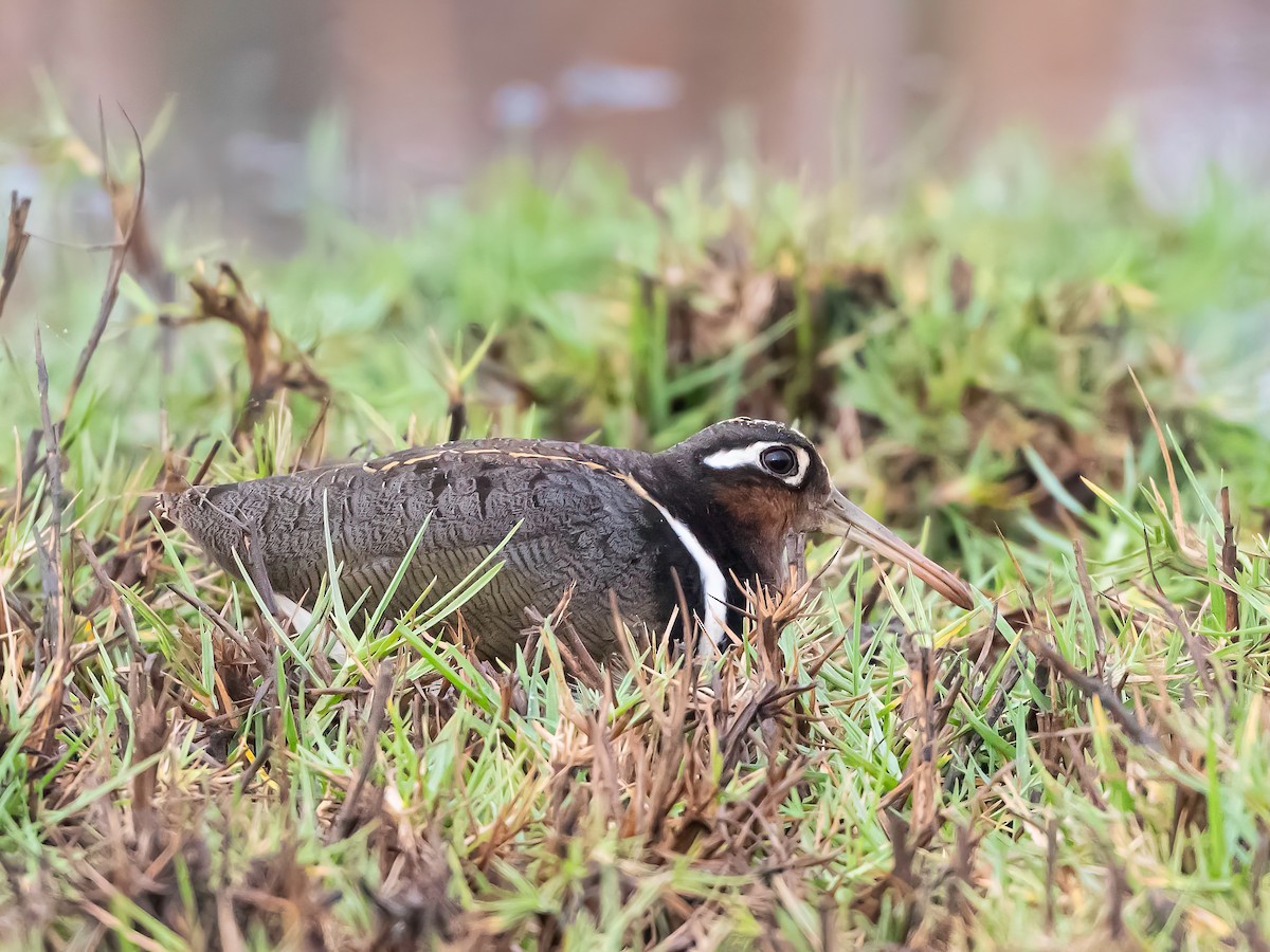 Greater Painted-Snipe - ML638186241