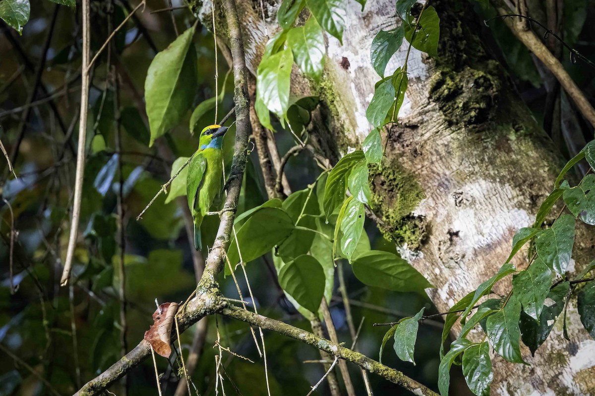 Yellow-crowned Barbet - ML638186246