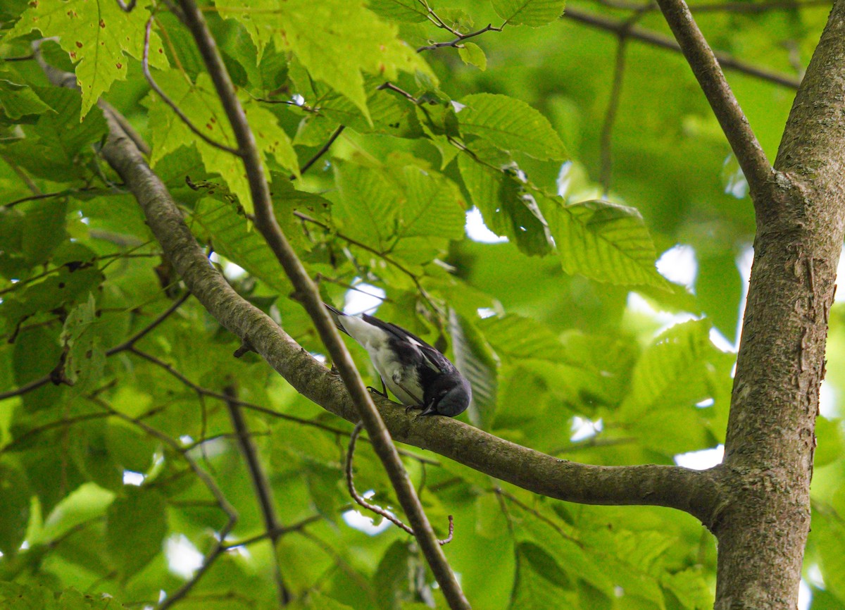 Black-throated Blue Warbler - ML638186247