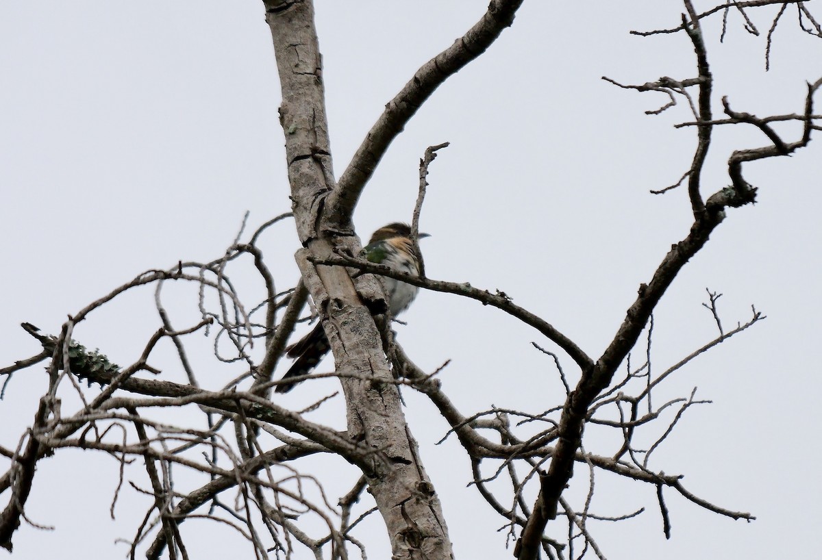 Dideric Cuckoo - ML638186261