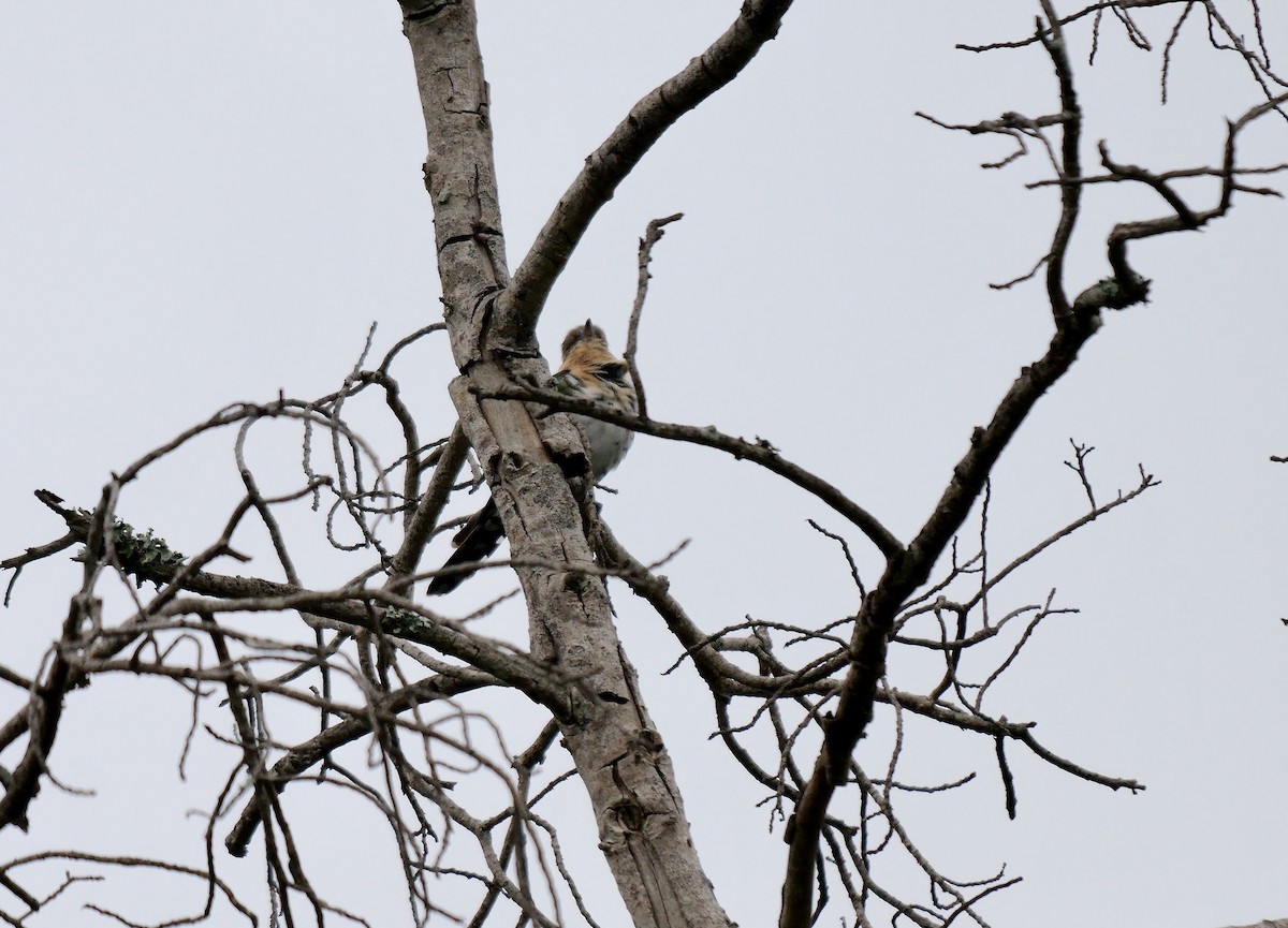 Dideric Cuckoo - ML638186262