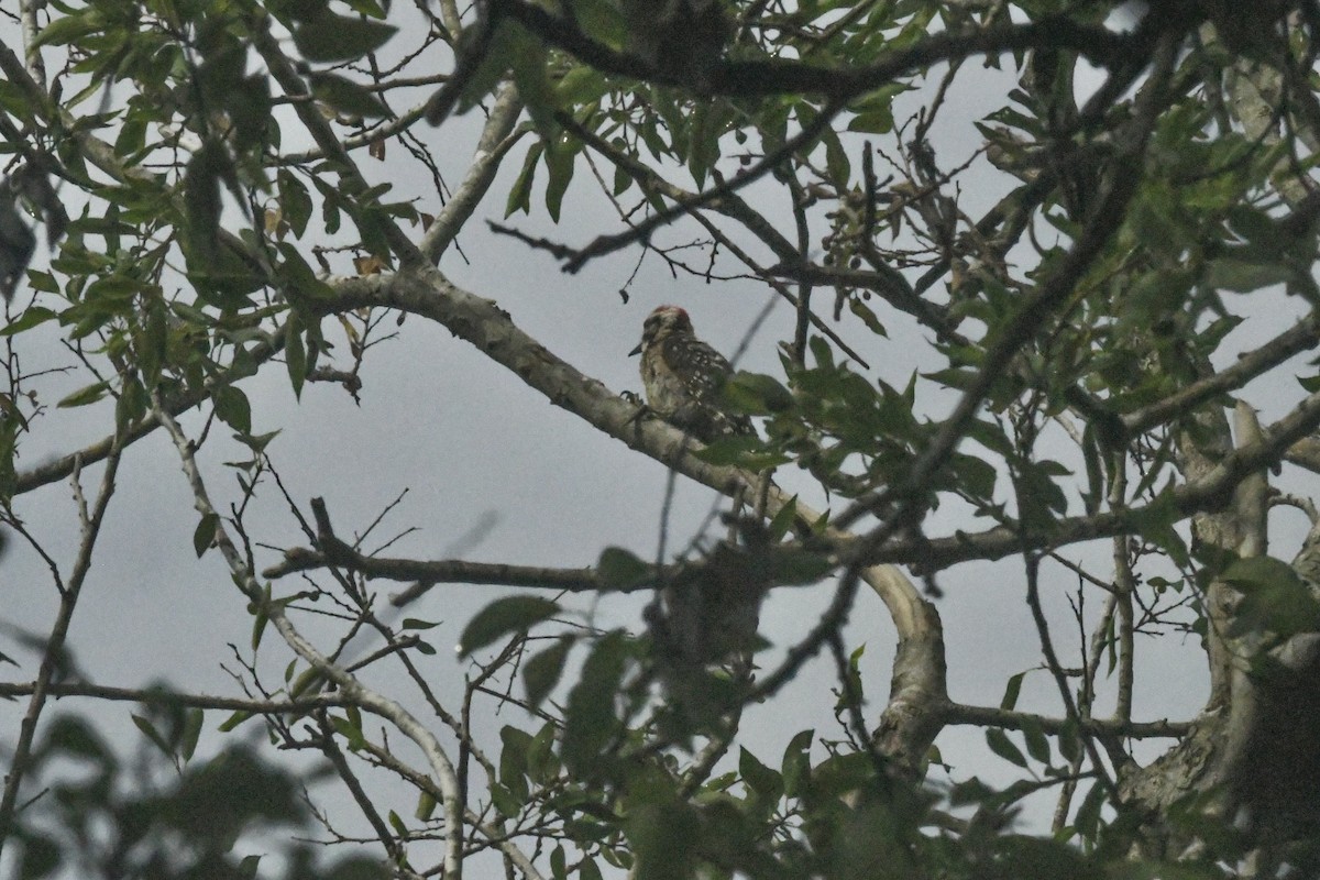 Ladder-backed Woodpecker - ML638186281