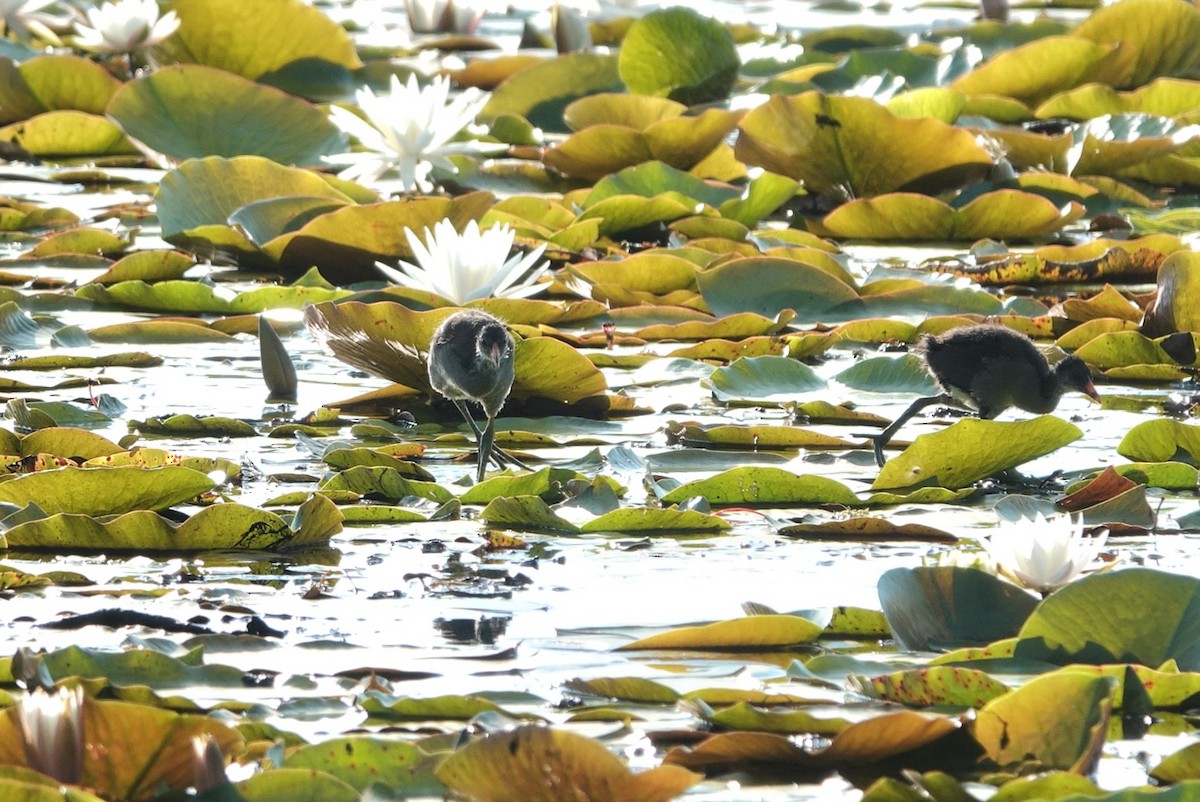 Common Gallinule - ML638186291