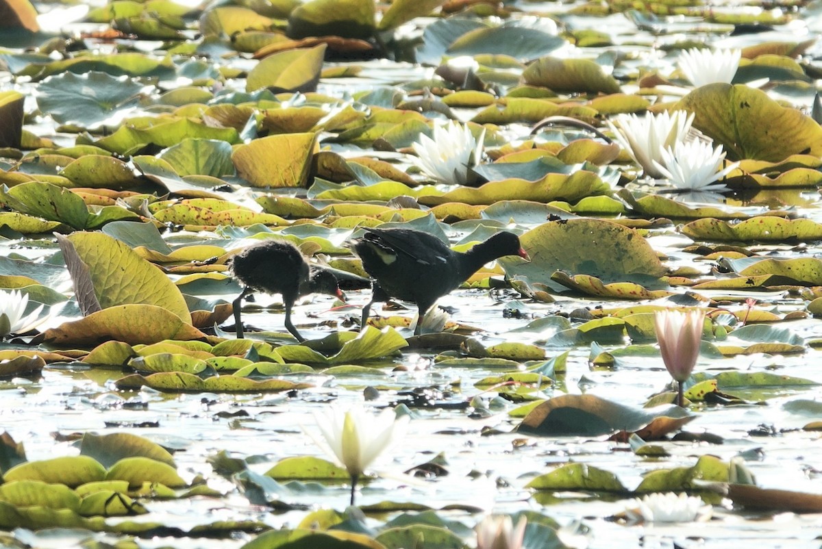 Common Gallinule - ML638186292