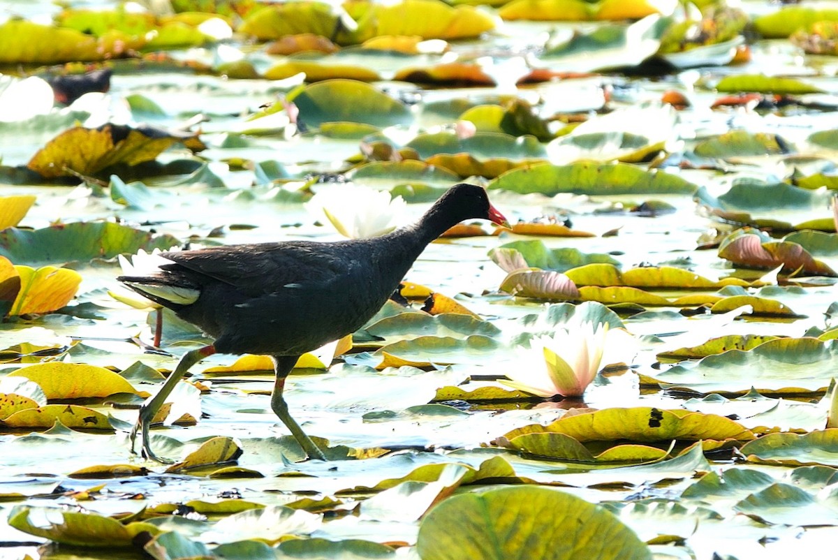 Common Gallinule - ML638186293