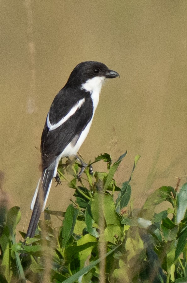 Northern Fiscal - ML638186295