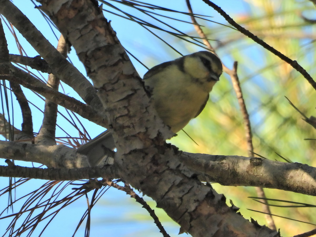 Eurasian Blue Tit - ML638186299
