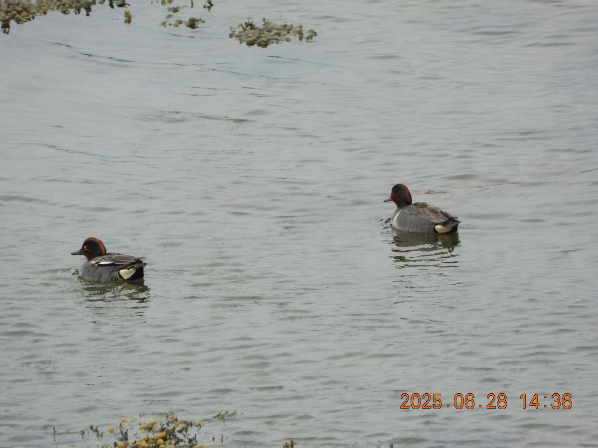 Green-winged Teal (Eurasian) - ML638186320