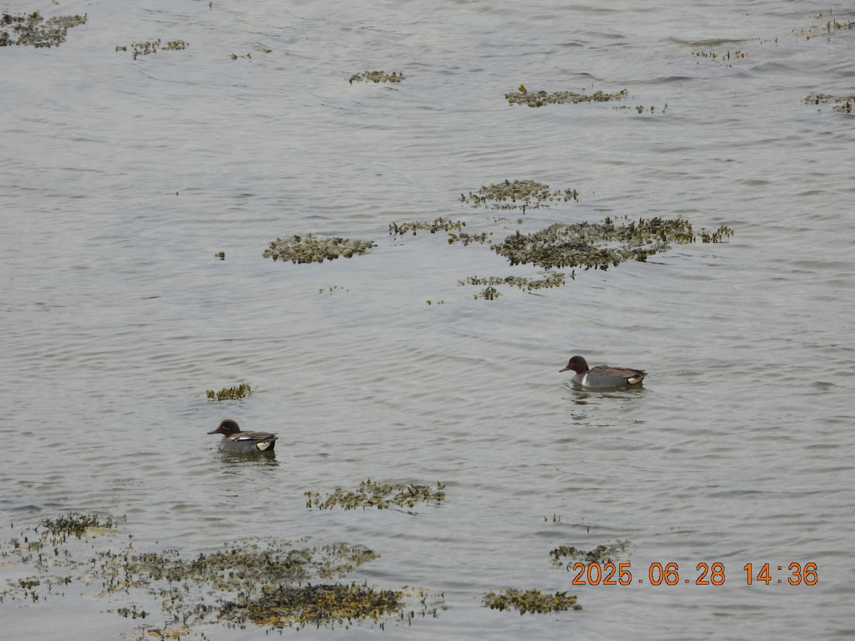 Green-winged Teal (Eurasian) - ML638186353