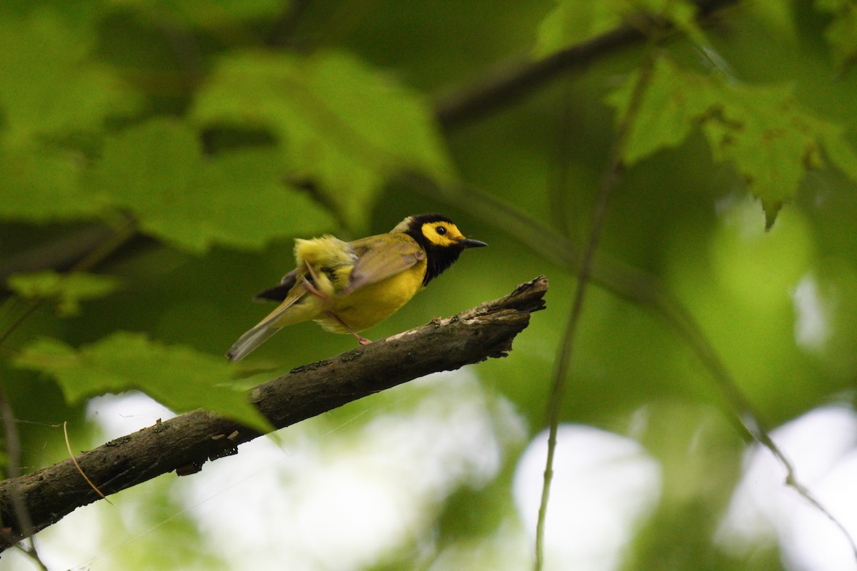 Hooded Warbler - ML638186356