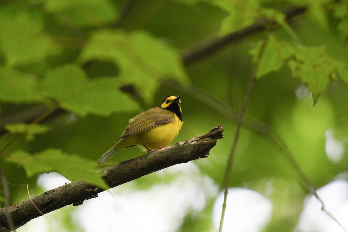 Hooded Warbler - ML638186357