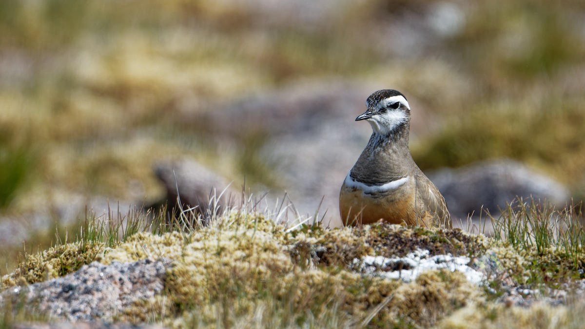 Eurasian Dotterel - ML638186364