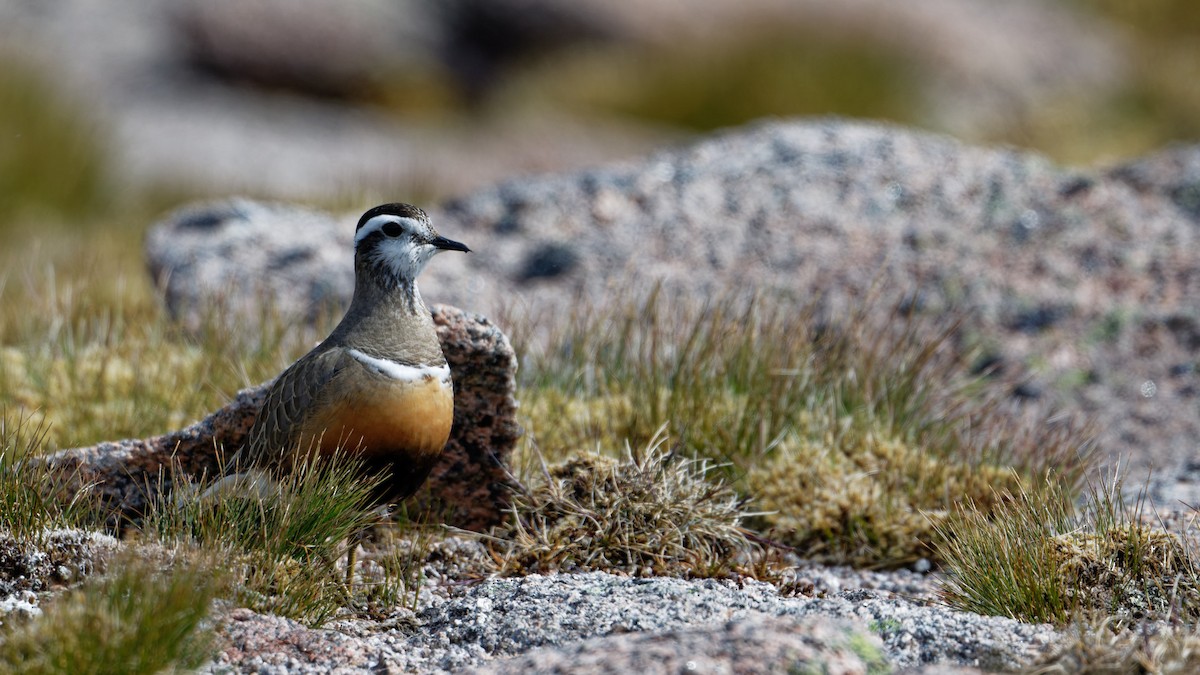 Eurasian Dotterel - ML638186365
