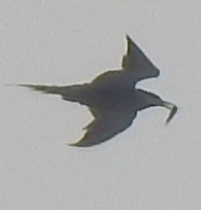 tern sp. - ML638186380