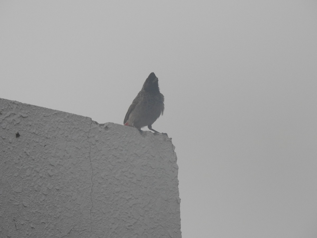 Red-vented Bulbul - ML638186385