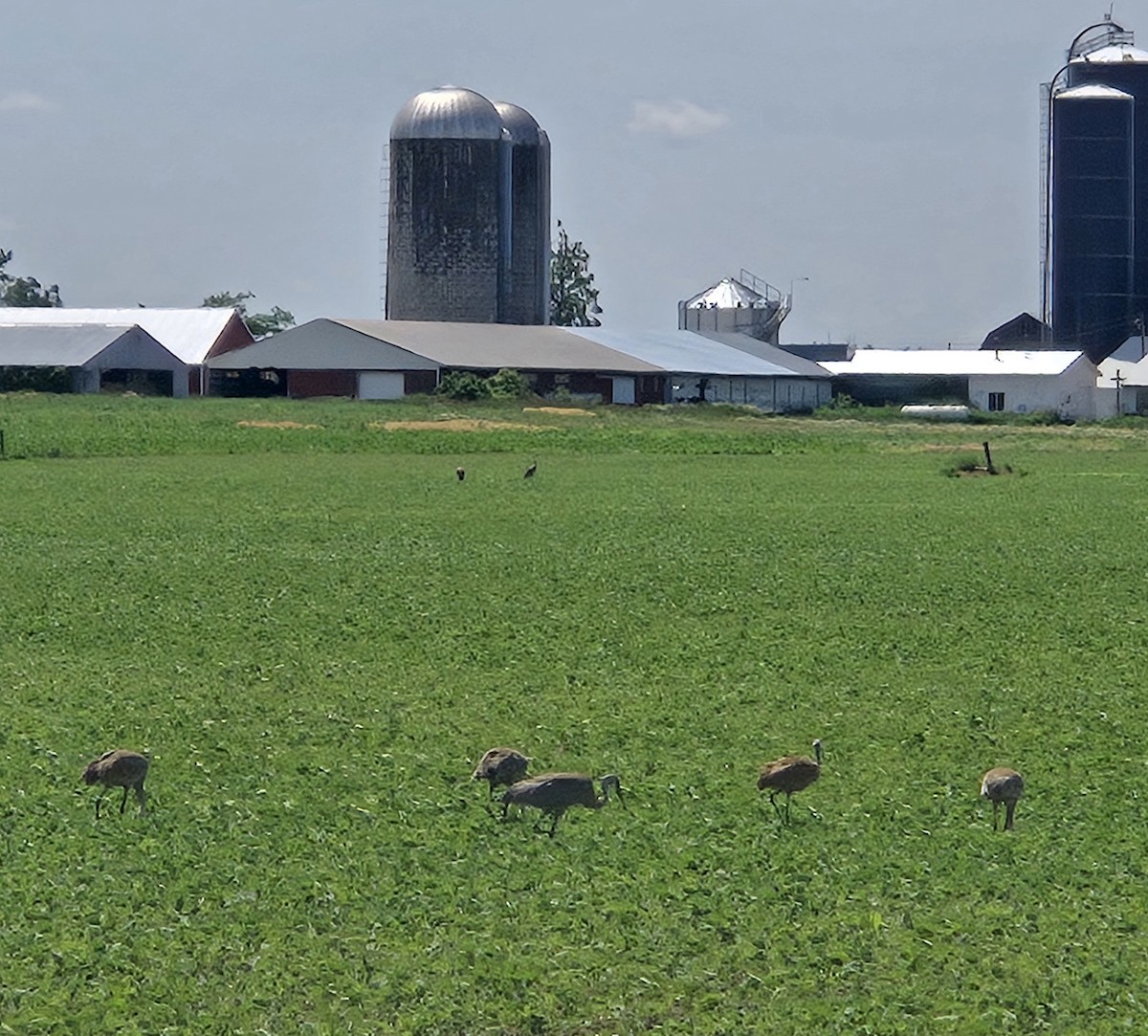 Sandhill Crane - ML638186413