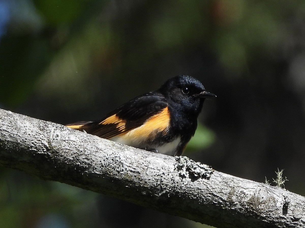 American Redstart - ML638186417