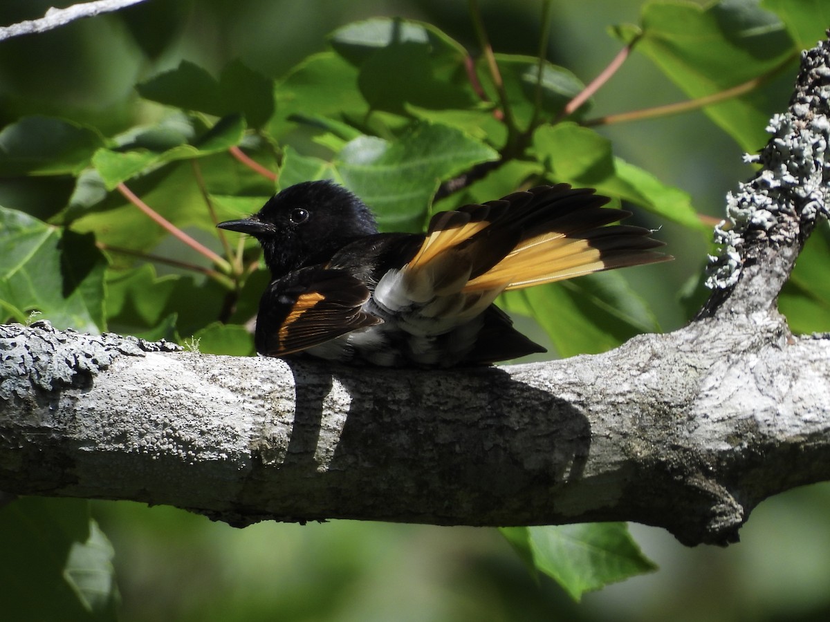 American Redstart - ML638186418