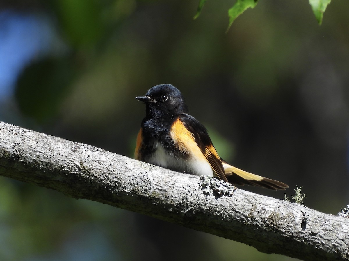 American Redstart - ML638186419