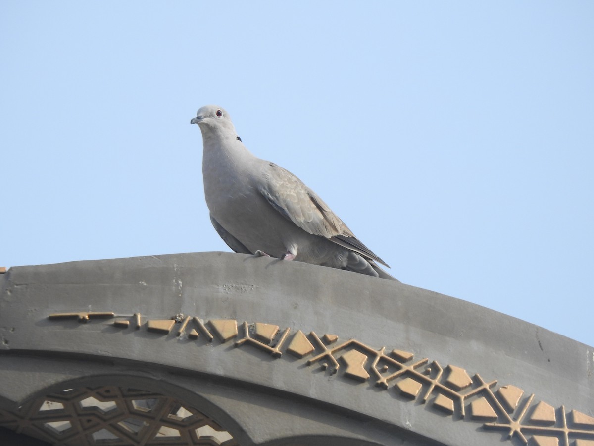 Eurasian Collared-Dove - ML638186420