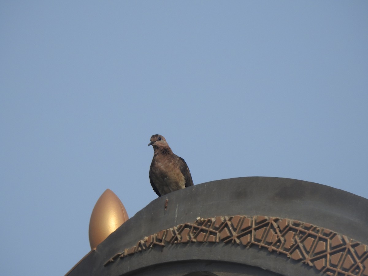 Laughing Dove - ML638186423