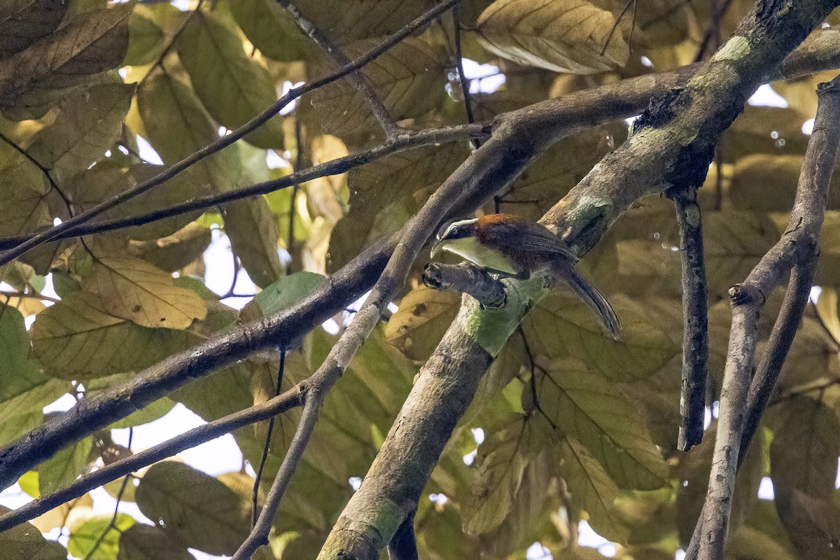 Sunda Scimitar-Babbler - ML638186431