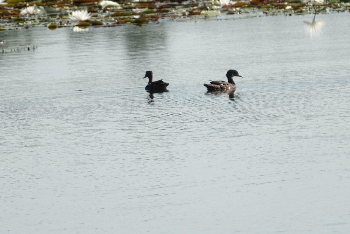 Wood Duck - ML638186471