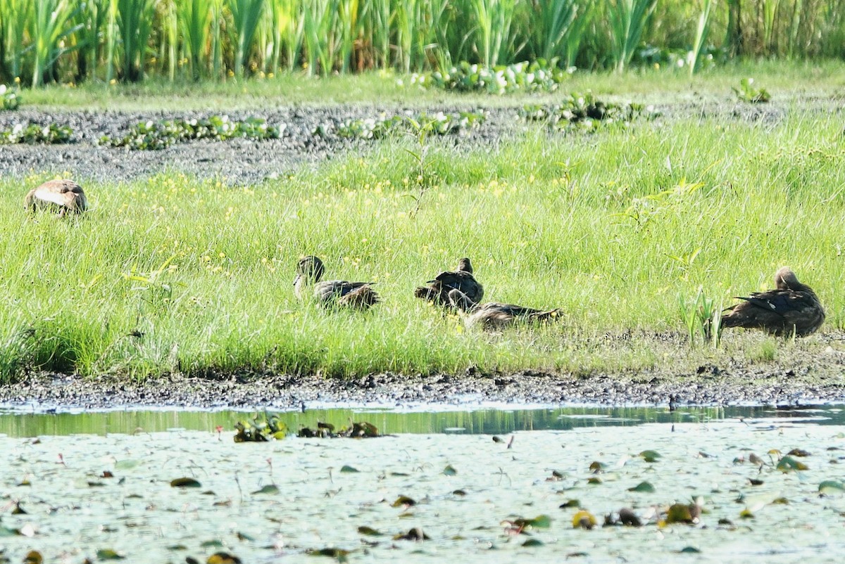 Wood Duck - ML638186472
