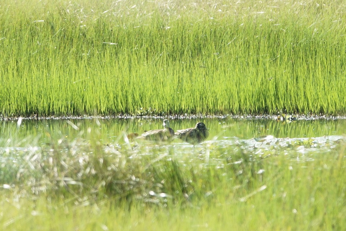 Wood Duck - ML638186473