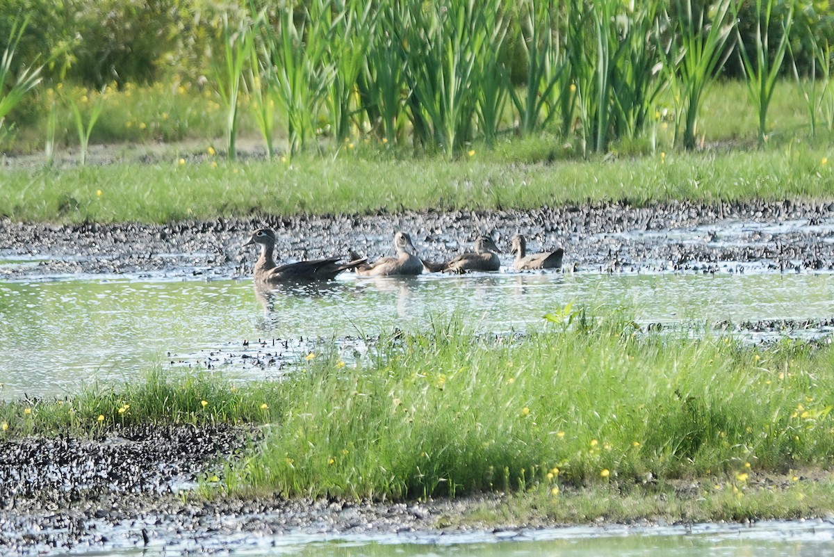 Wood Duck - ML638186475