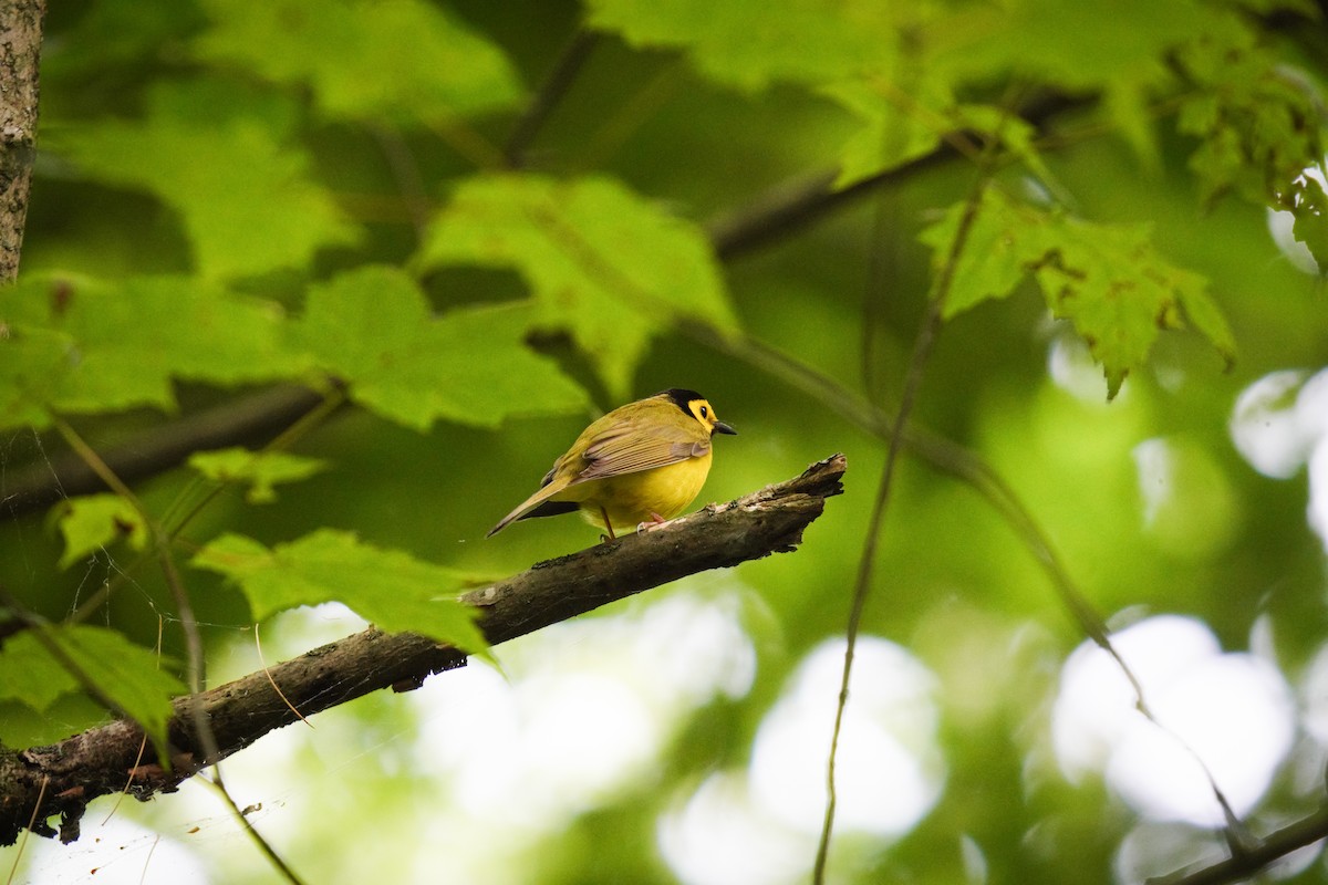 Hooded Warbler - ML638186515