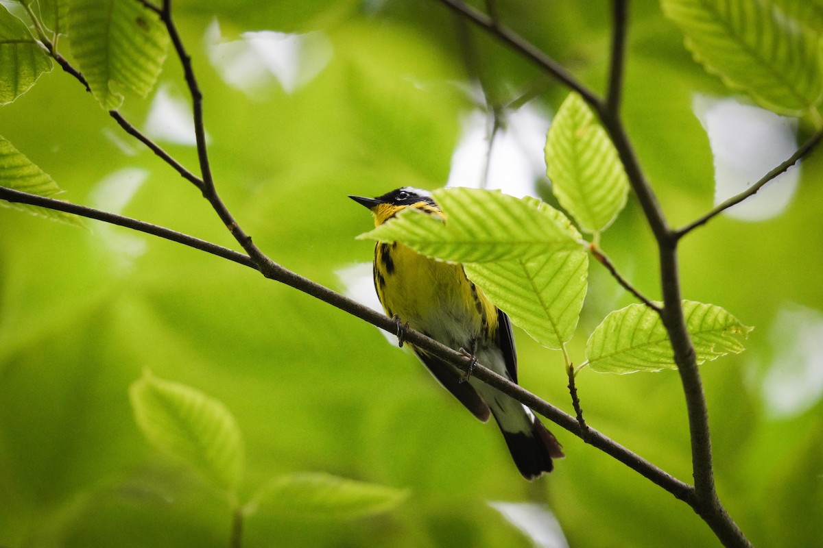 Magnolia Warbler - ML638186524