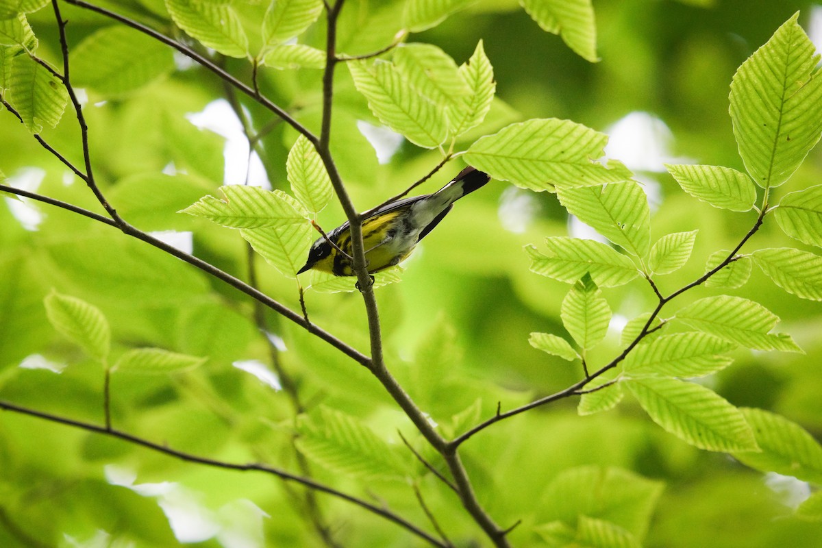 Magnolia Warbler - ML638186525