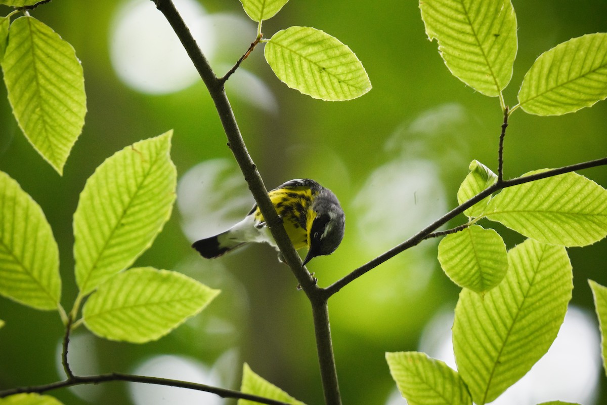 Magnolia Warbler - ML638186528