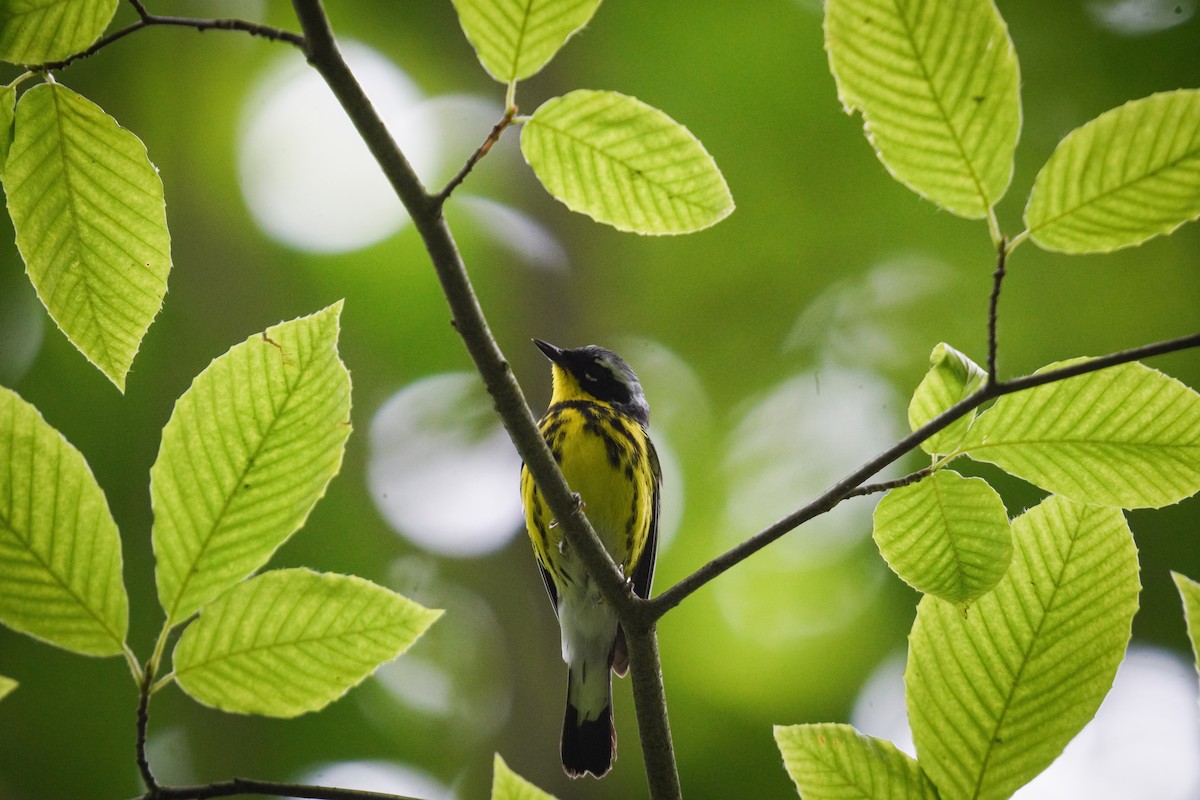 Magnolia Warbler - ML638186529