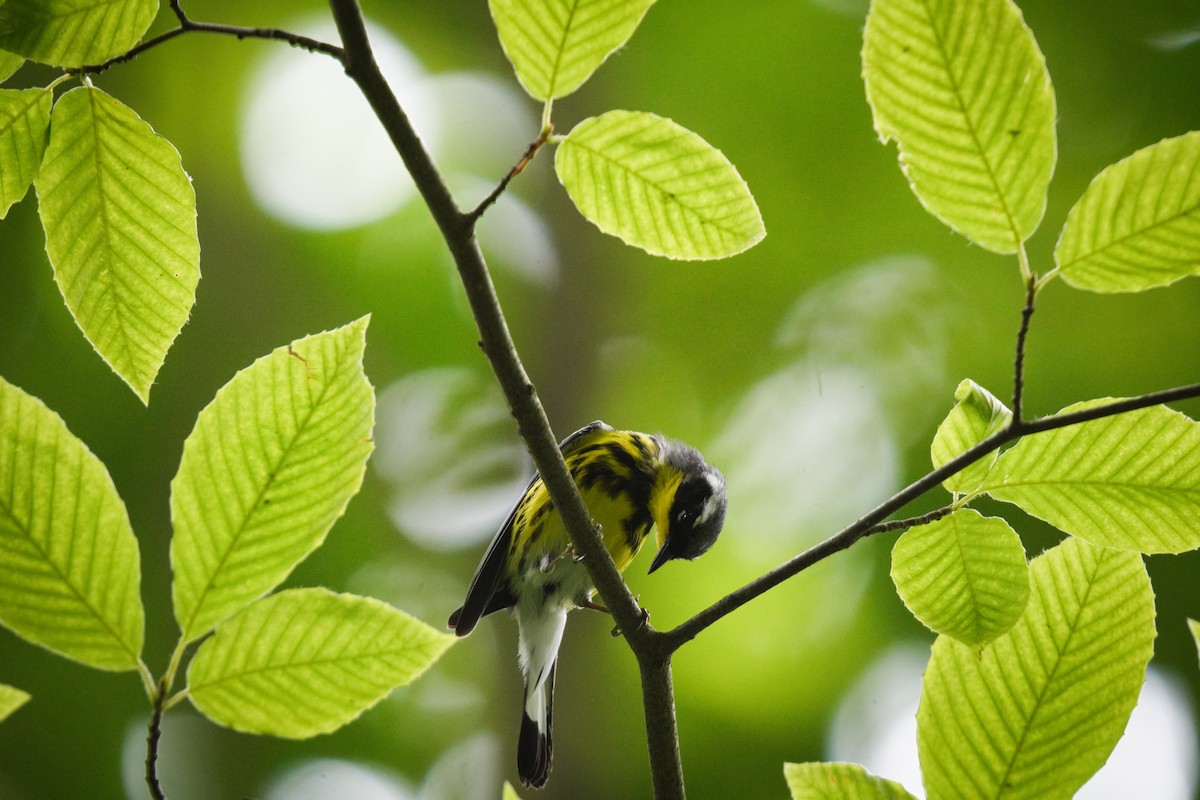 Magnolia Warbler - ML638186530